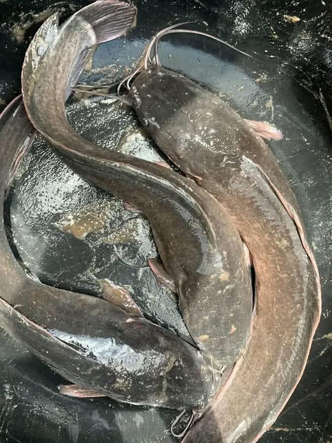Fried Catfish